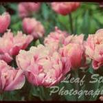 Tulipa 8 X 12 Fine Art Print.photography.home..