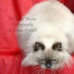 Whiskers On Kitty 8x12 Fine Art Print.photography...